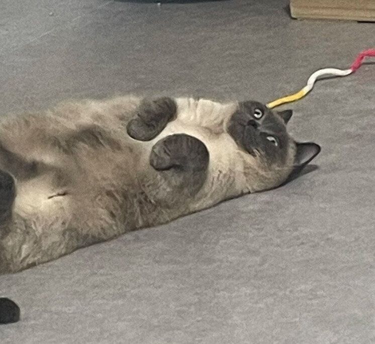 ぼーっとするこまちちゃん