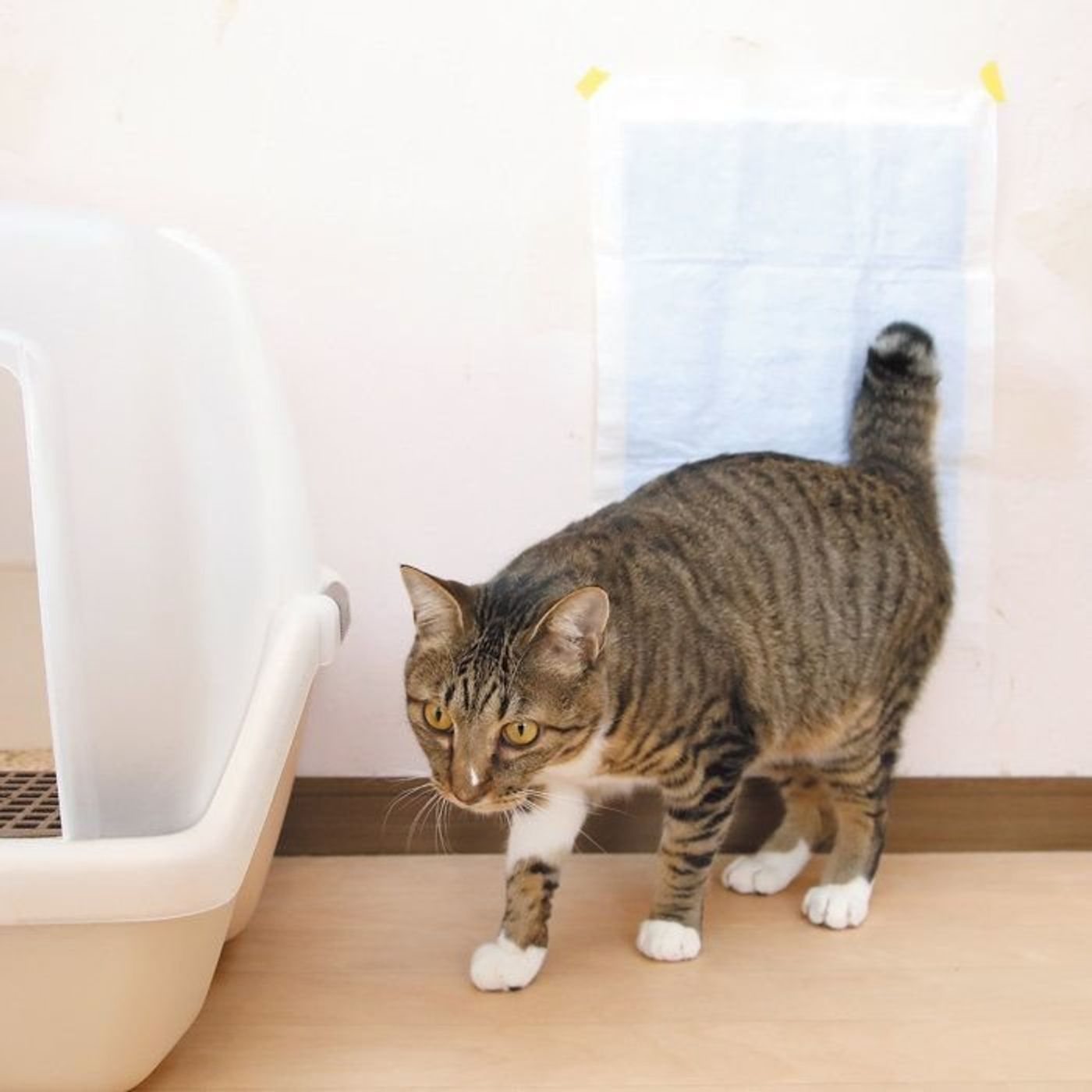 不妊手術をしていてもムラムラ 飼い猫の発情期って ねこのきもちweb Magazine 不妊手術をしていてもムラムラ 飼い猫の発情期って ねこのきもちweb Magazine