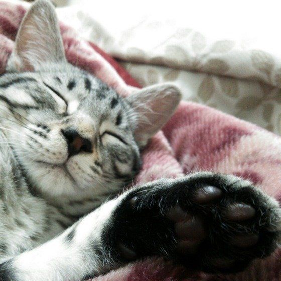 ねこのきもち投稿写真ギャラリー