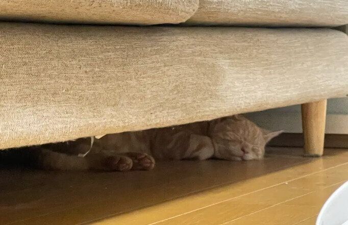 ソファの下に隠れるアメリカンショートヘア