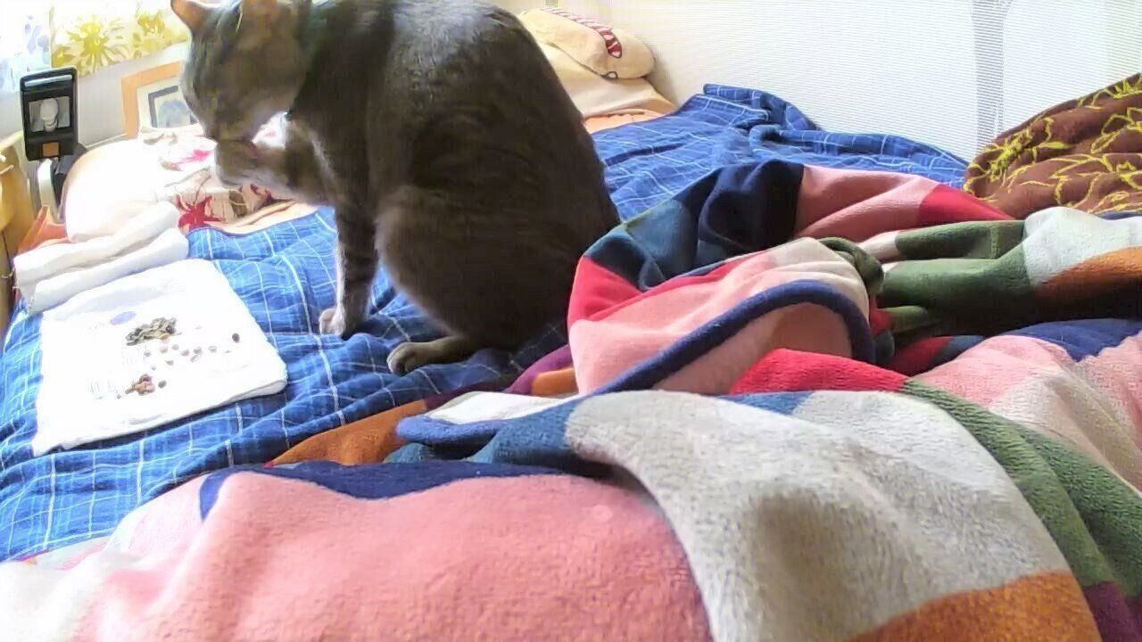 画像／2018年４月号「ちょっとの心がけで、絆はもっと強まる　猫の留守番ビフォーアフターにすること」