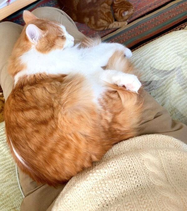 眠るのぶおちゃん