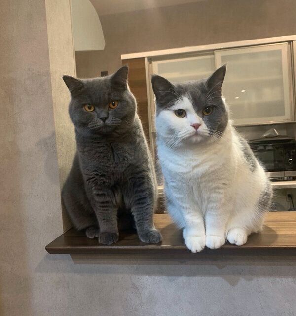 あままちゃんと、とろろちゃん