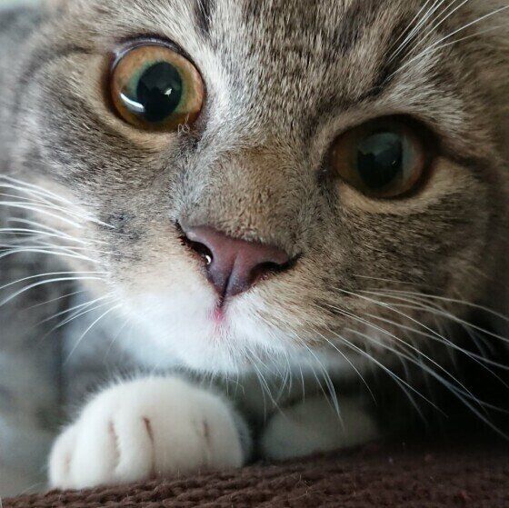 ショコラ　キジトラ　鼻