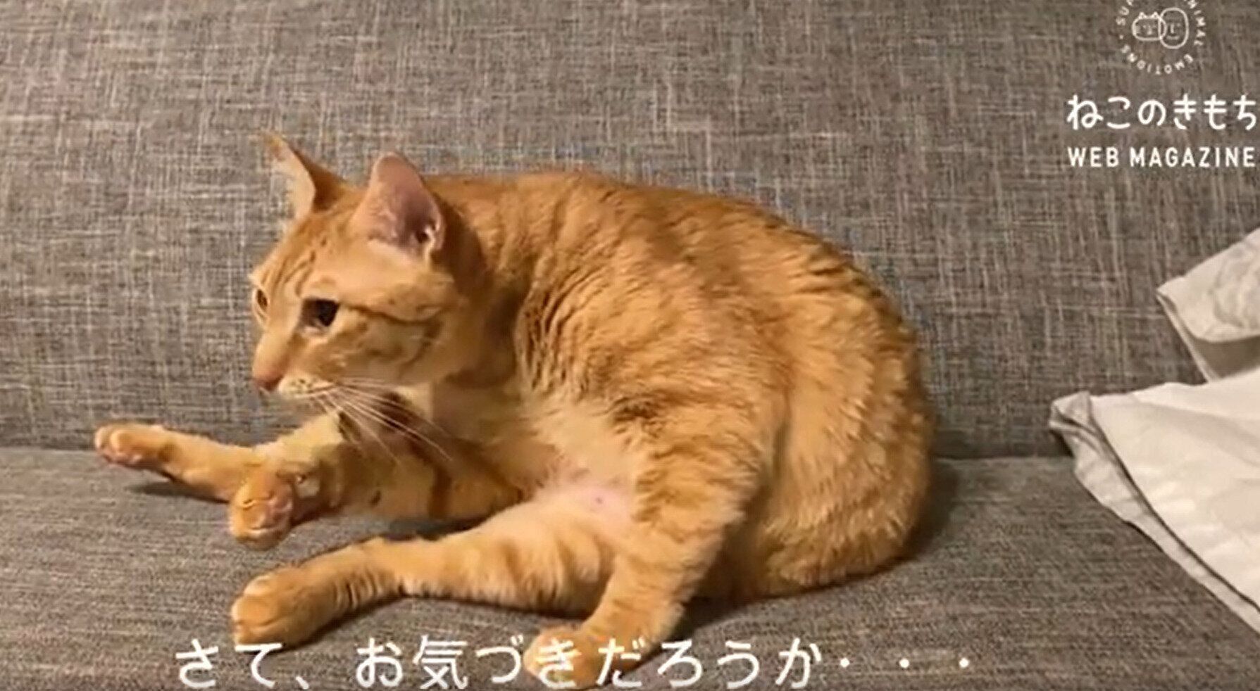 ねこのきもちCHANNEL/いぬねこライター動画部