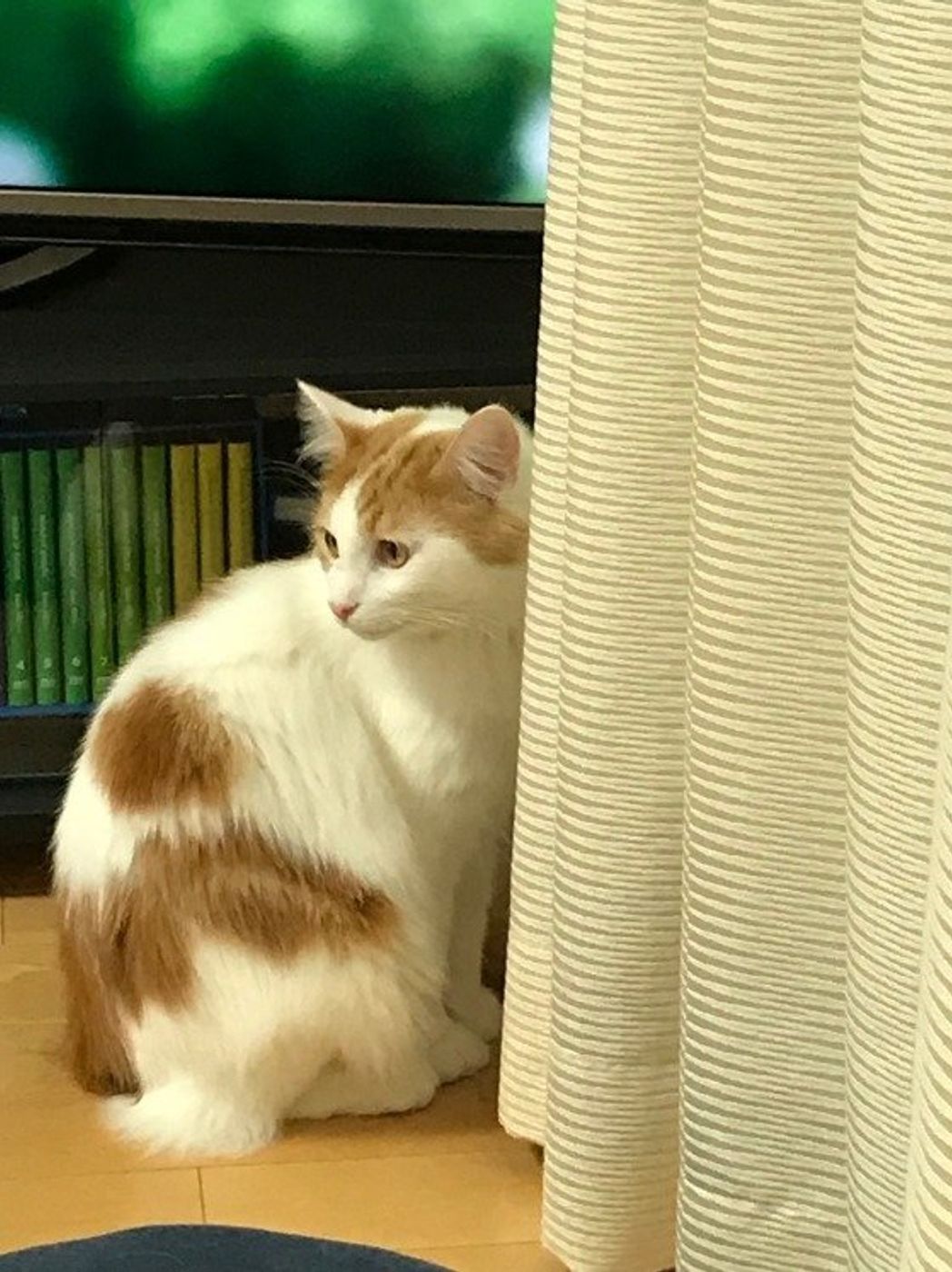 猫のゴロゴロ音はどうして鳴るの 最近聞かない は大丈夫 ねこのきもちweb Magazine 猫のゴロゴロ音はどうして鳴るの 最近聞かない は大丈夫 ねこのきもちweb Magazine