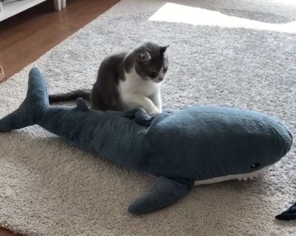 ぬいぐるみの疲れをほぐす猫