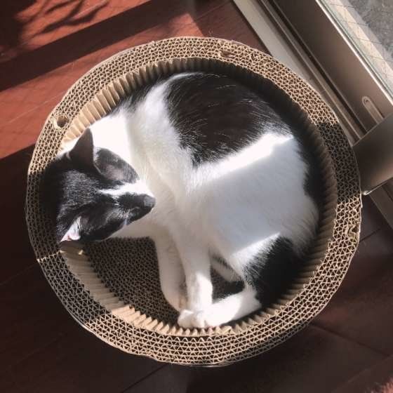 日向ぼっこをするアマジロちゃん