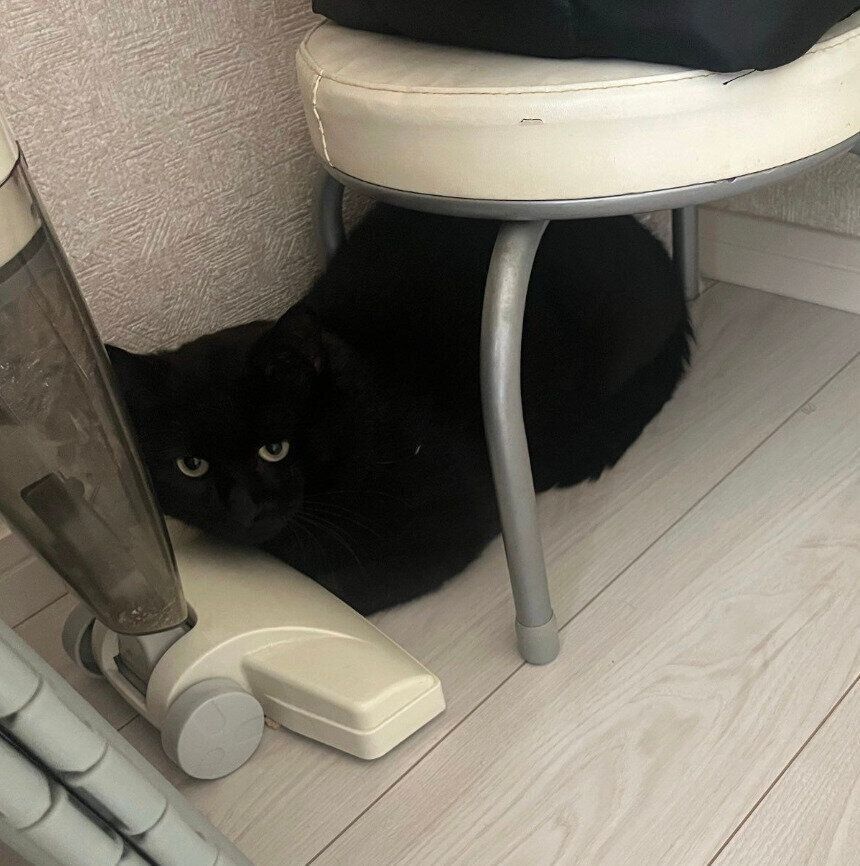 パニックだったお迎え初日のクロちゃん。