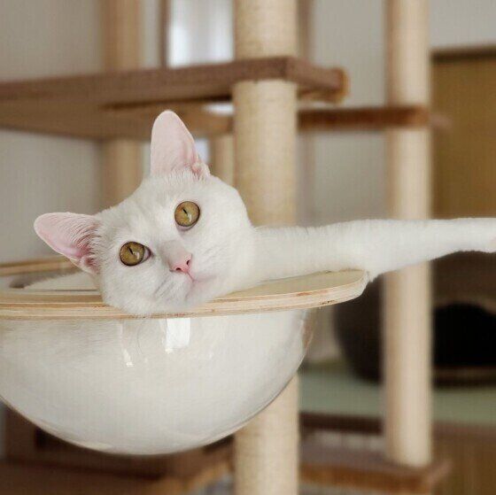 見上げているシロちゃん