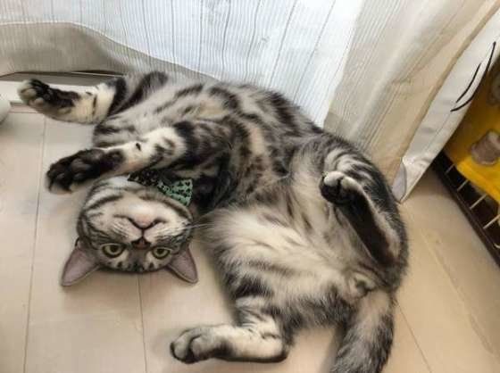 ヘソ天するアメリカンショートヘア