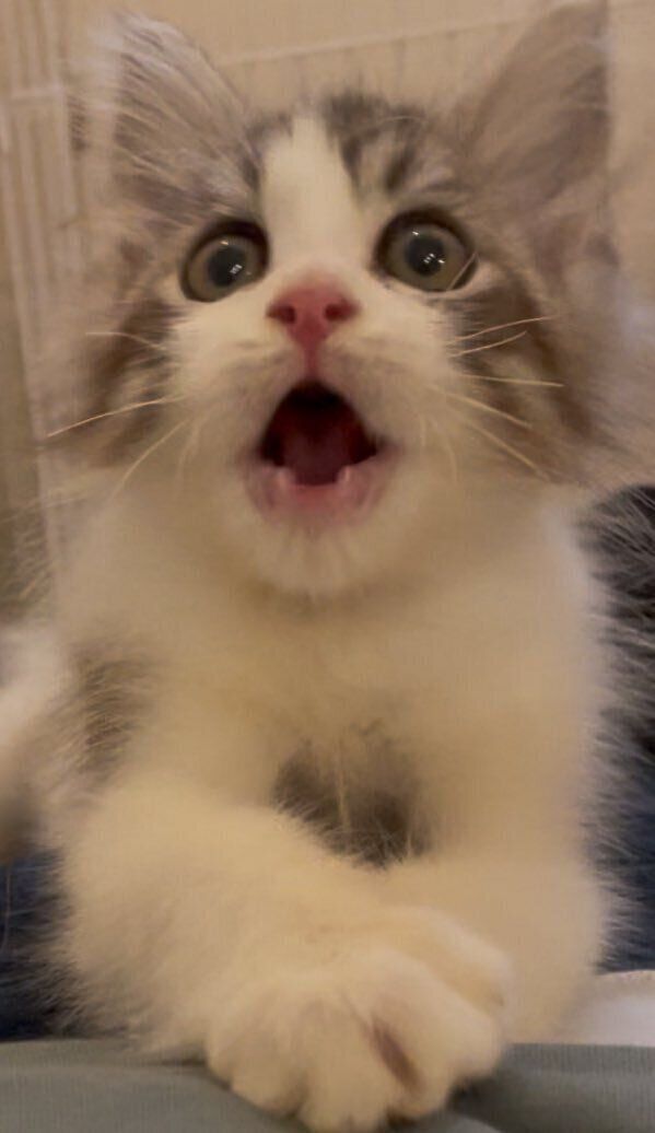 生後3カ月の子猫