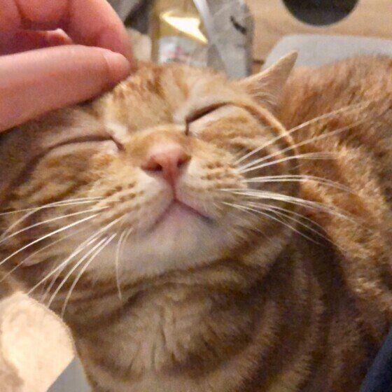 アメリカンショートヘアのツナくん