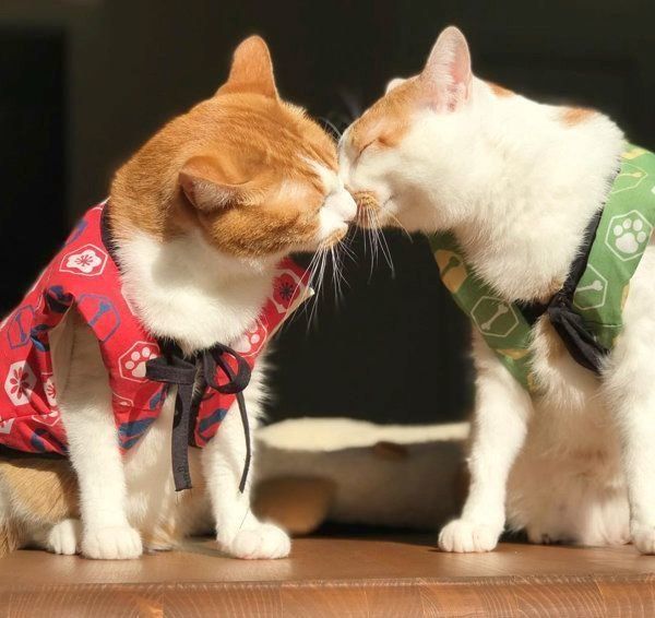 猫のいちごちゃんとタルトちゃん