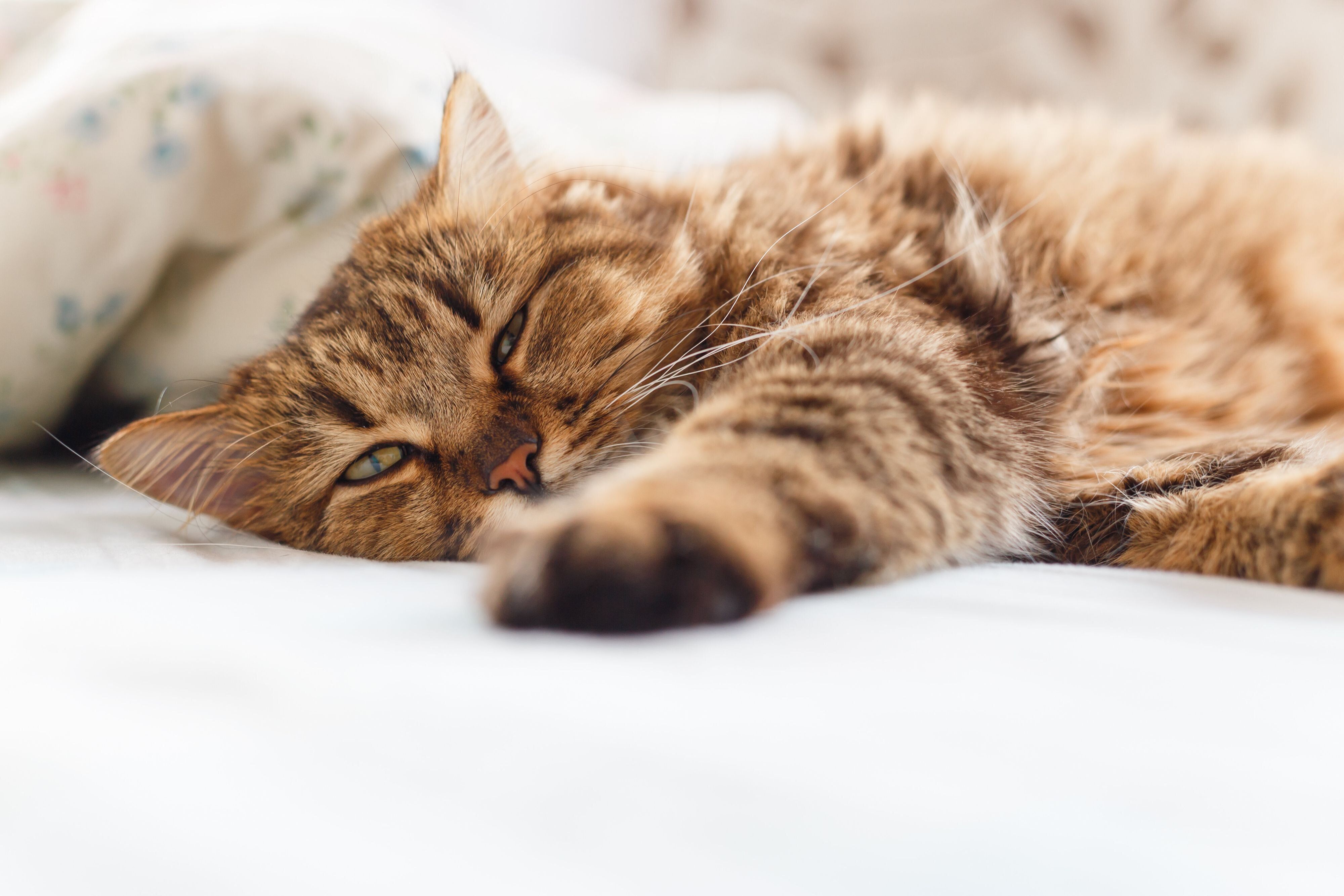 眠そうな表情の猫