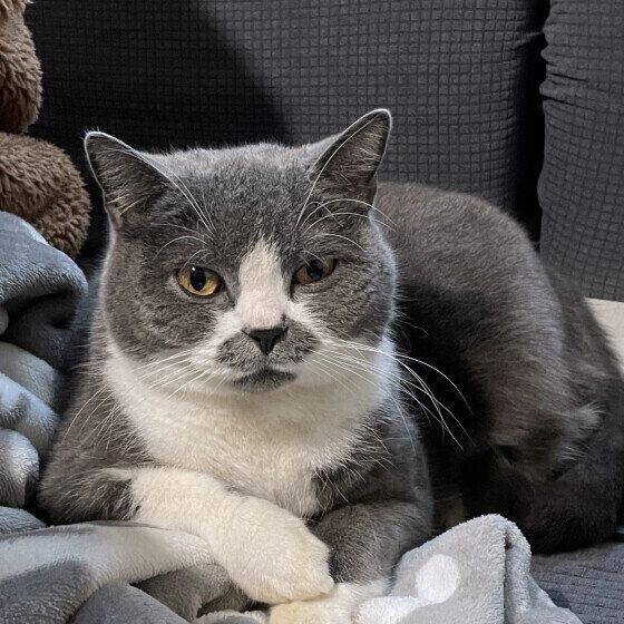 ブリティッシュショートヘアのすももちゃん