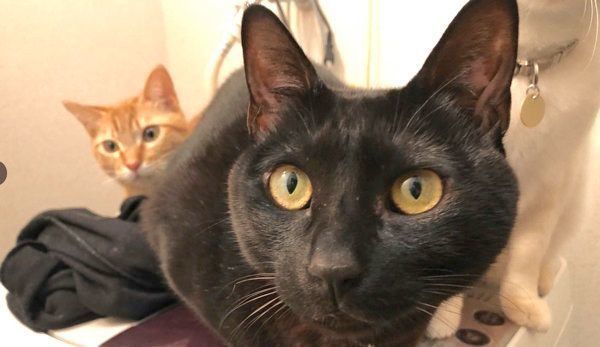 洗濯機の上でくつろぐそらちゃん