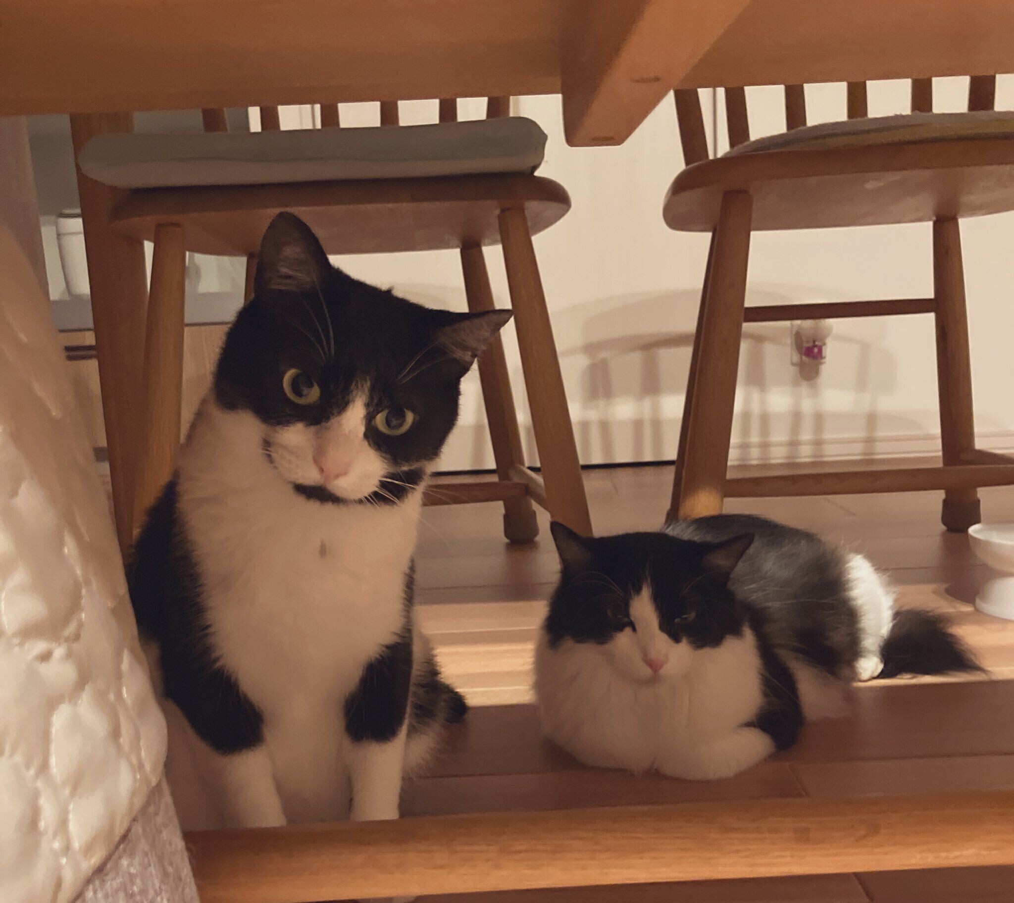 お迎えから2カ月半