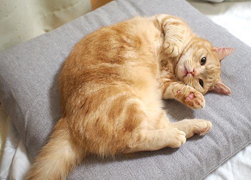 マンチカンのぷーちゃん