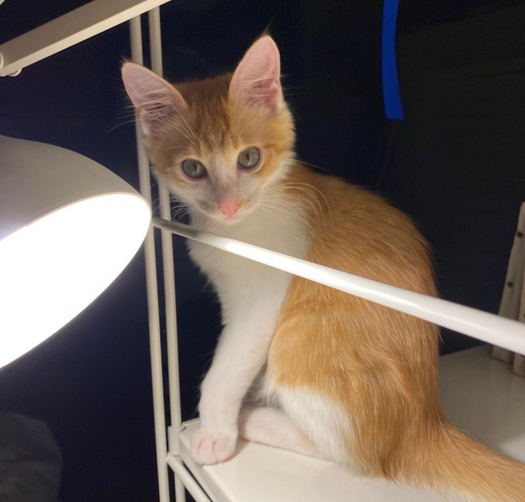 見つめるジンくん