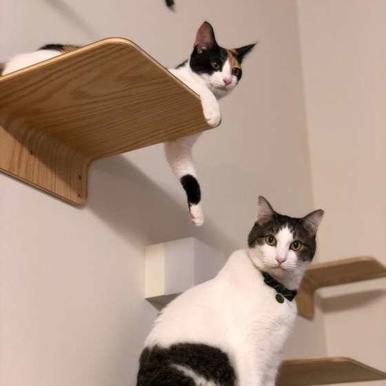 キャットステップに座る猫