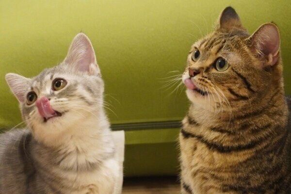 仲良くペロッと舌を出すもなちゃんとつむちゃん