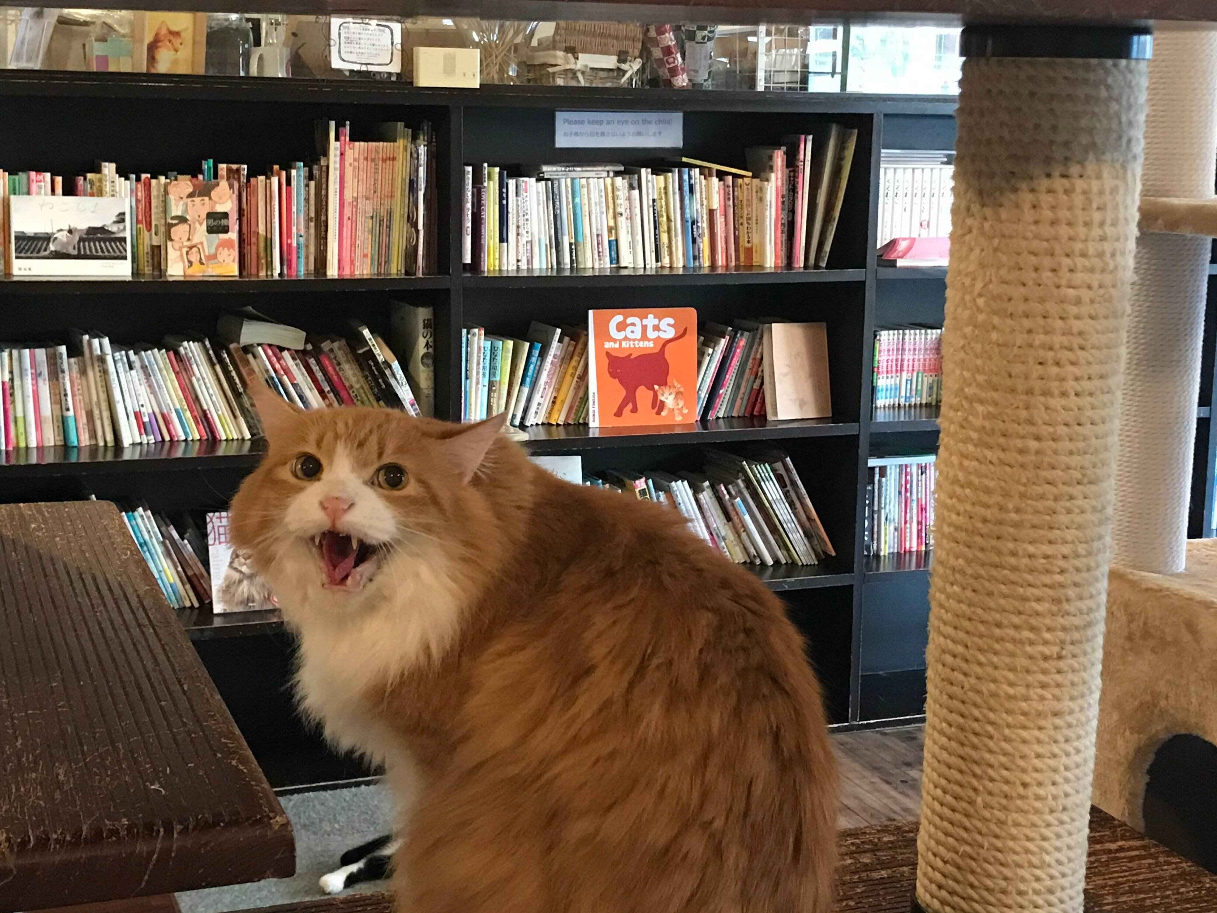 猫関連本、漫画などの蔵書は1600冊以上
