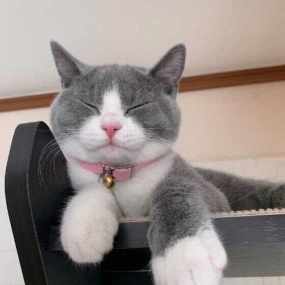 キャットタワーでくつろぐブリティッシュショートヘア