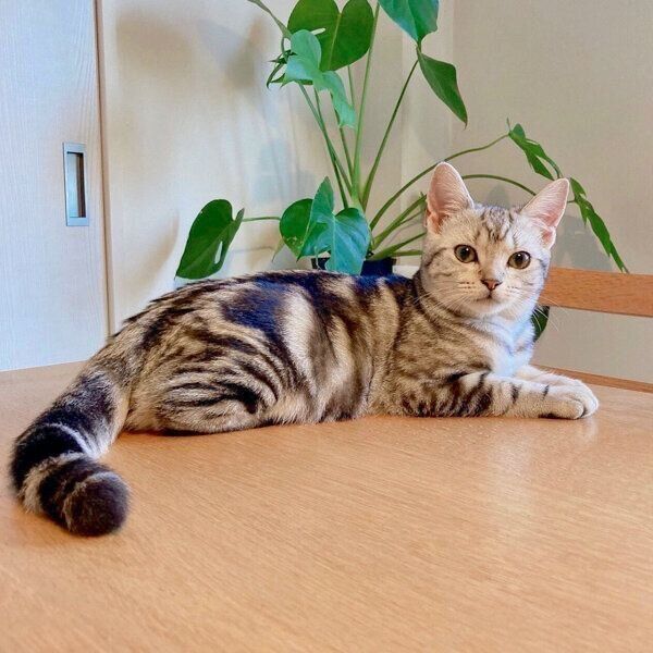 テーブルの上が好きな梅ちゃん