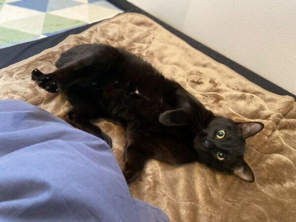 寝転がるトニーくん