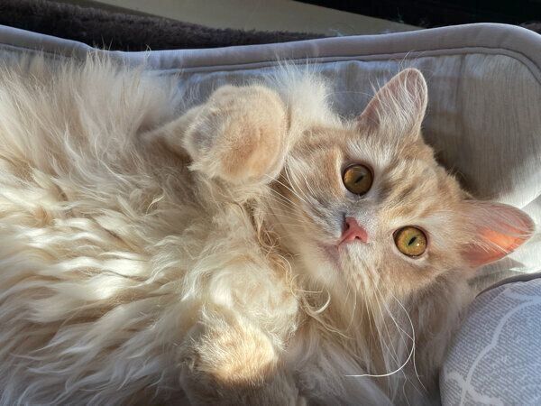 まったりするつむぎくん