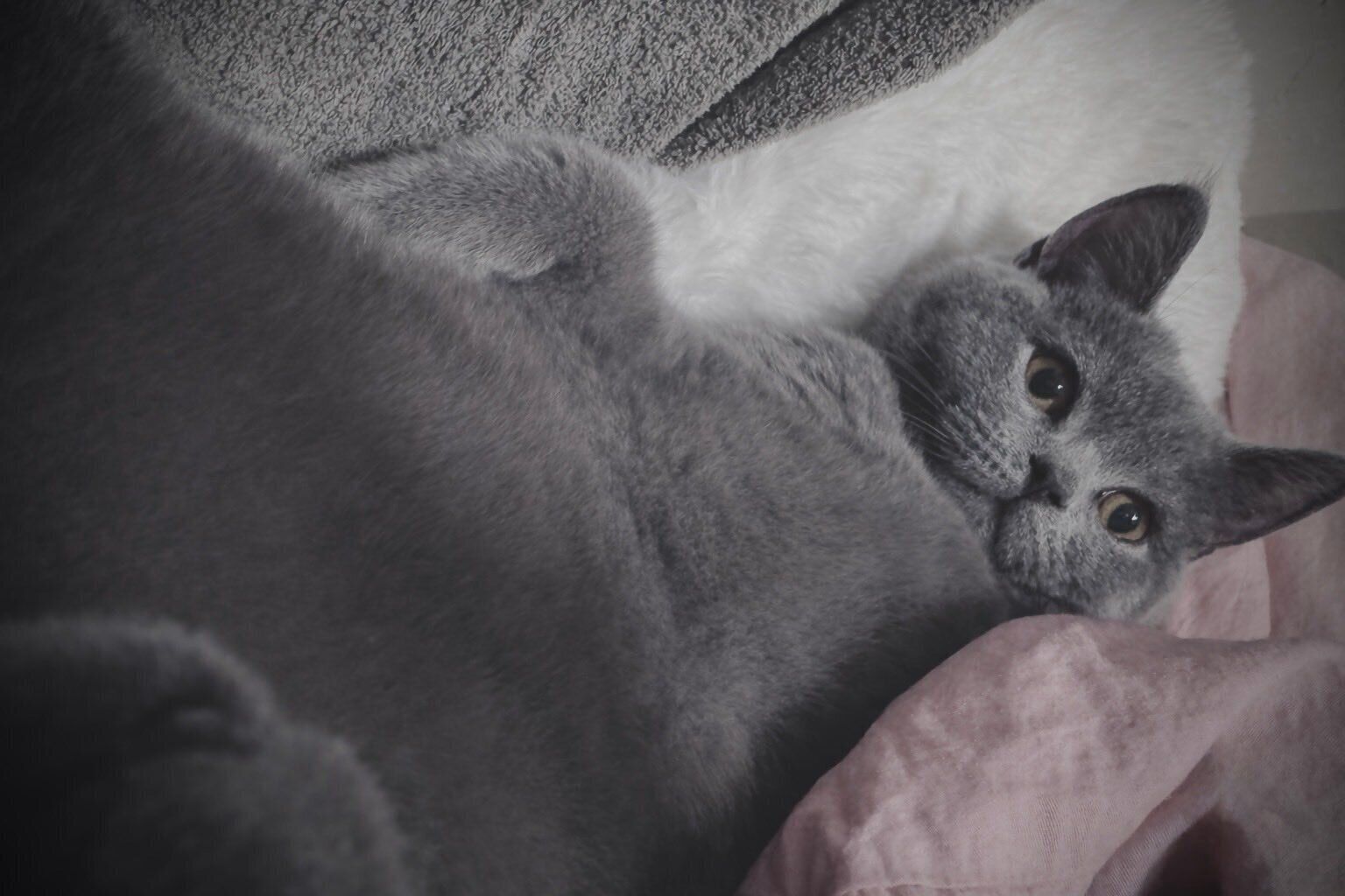 お迎えから1カ月が経ったころに撮影したふてのしんくん