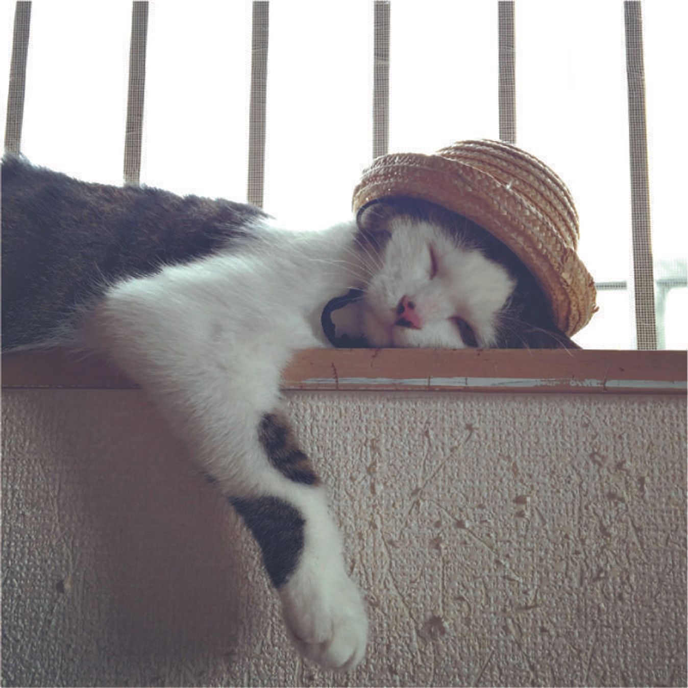 Fowobysudvdz2m Fowobysudvdz2m