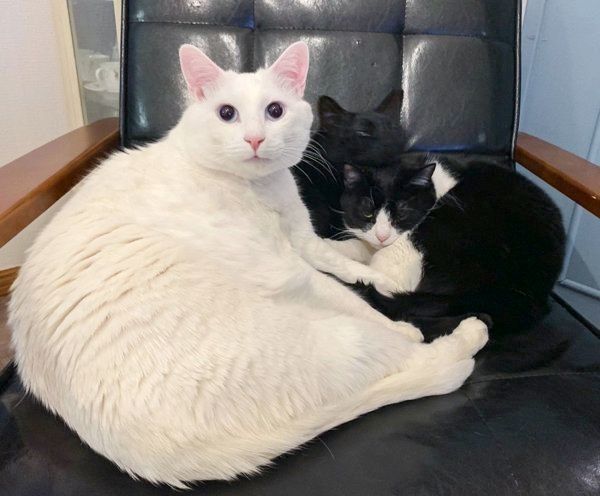 寄り添うブランちゃん、ノワールちゃん、グリちゃん