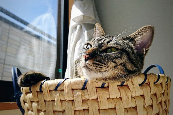 日向ぼっこする猫