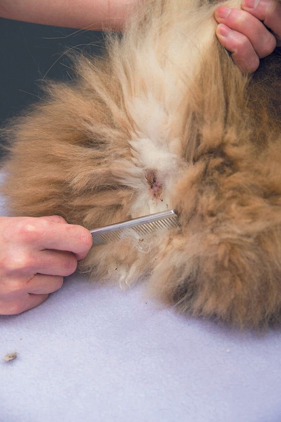 いつも丸見えで歩いてるけど 猫の お尻 は拭くべき 拭かなくていい ねこのきもちweb Magazine いつも丸見えで歩いてるけど 猫の お尻 は拭くべき 拭かなくていい ねこのきもちweb Magazine