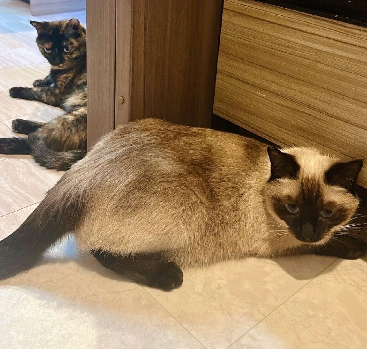 洗面所に集まるサラミちゃん、ナッツくん。