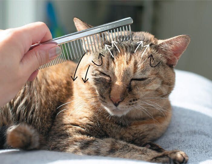 額から耳下にかけてブラッシング