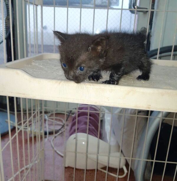 子猫時代のあさりちゃん