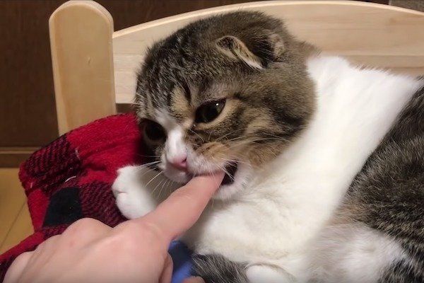 指ズボされるスコティッシュフォールド