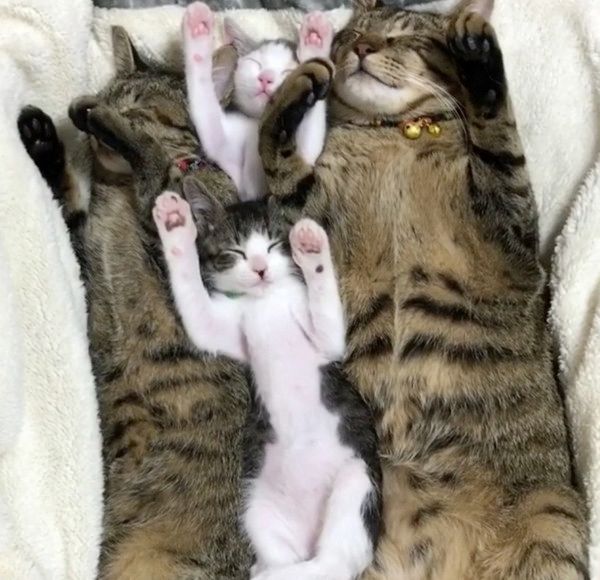 見ると元気になれる猫