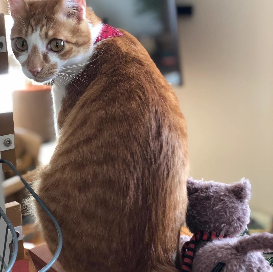 ぬいぐるみに寄り添う猫