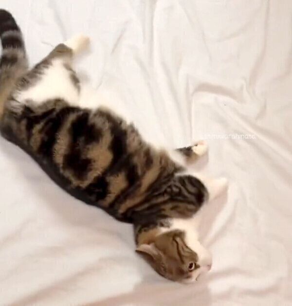 洗いたてのシーツを毛だらけにする、ひなたくん