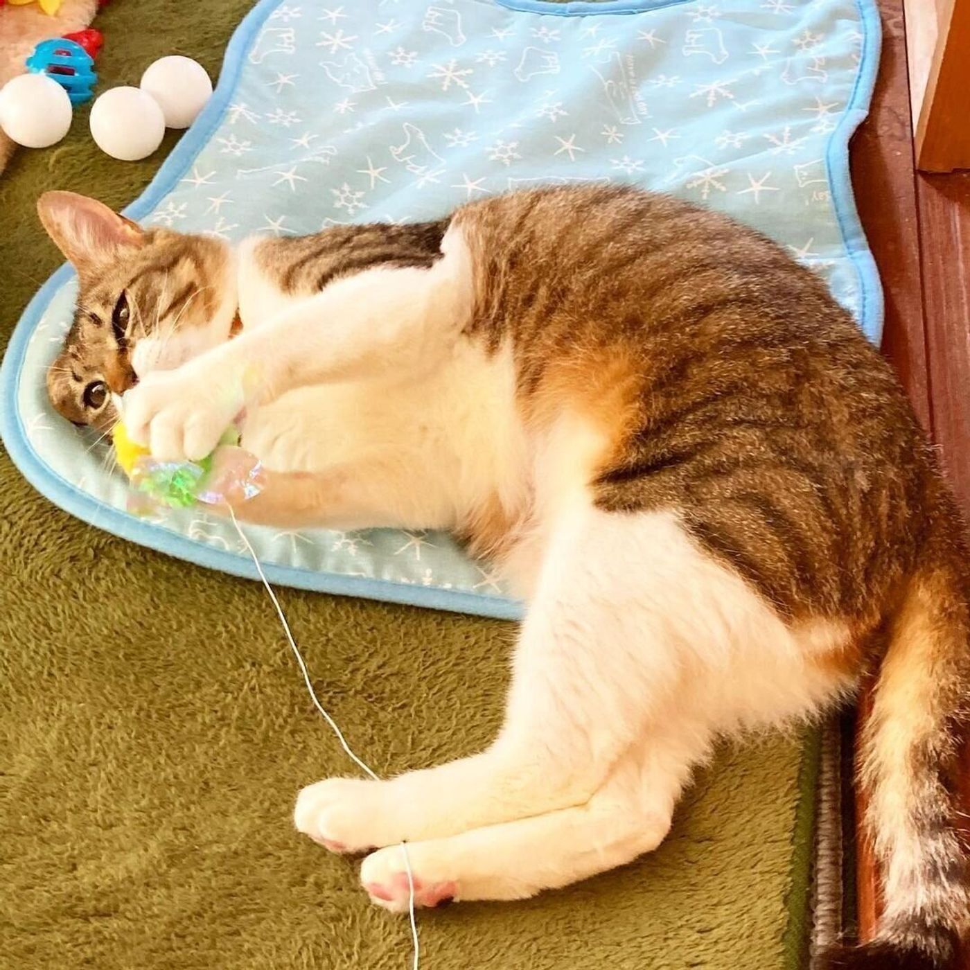 愛猫の夏バテ防止のために Snsで話題の 猫のひんやりグッズ をチェックしよう ねこのきもちweb Magazine 愛猫の夏バテ防止のために Snsで話題の 猫のひんやりグッズ をチェックしよう ねこのきもちweb Magazine