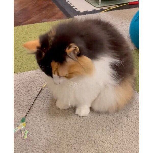 「遊んでアピール」をする羽留ちゃん