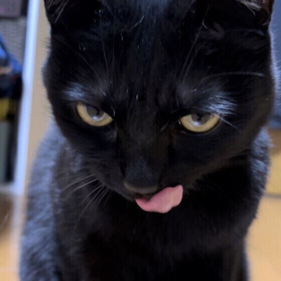 黒猫のクロくん