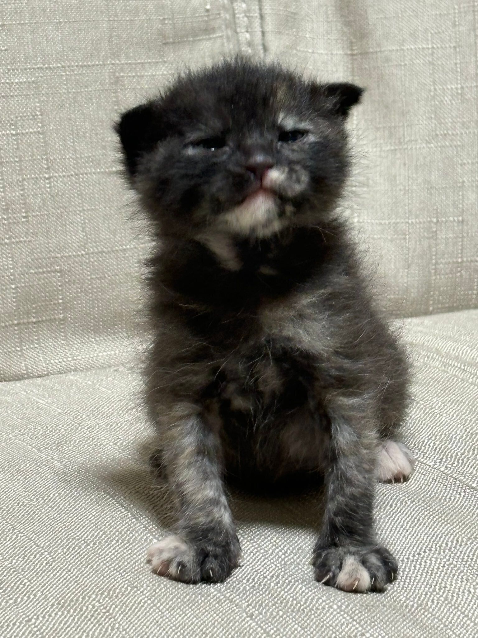 保護から約半月後の子猫