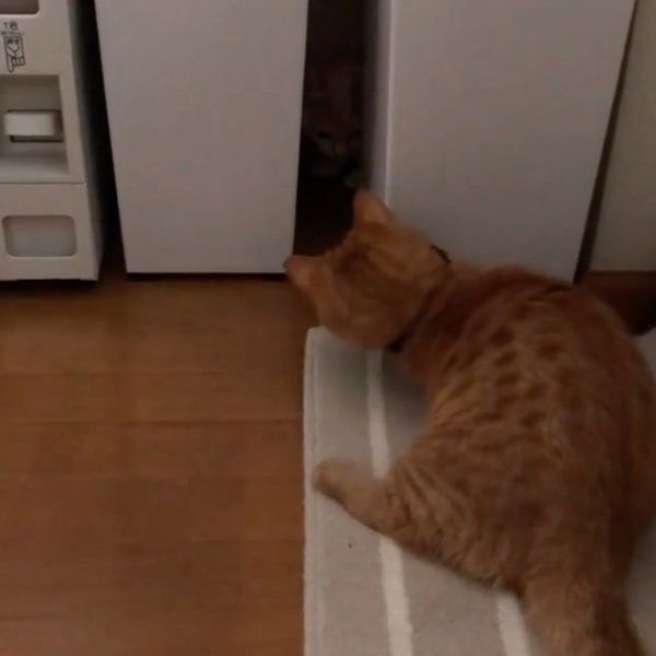 隙間を探検するマンチカン