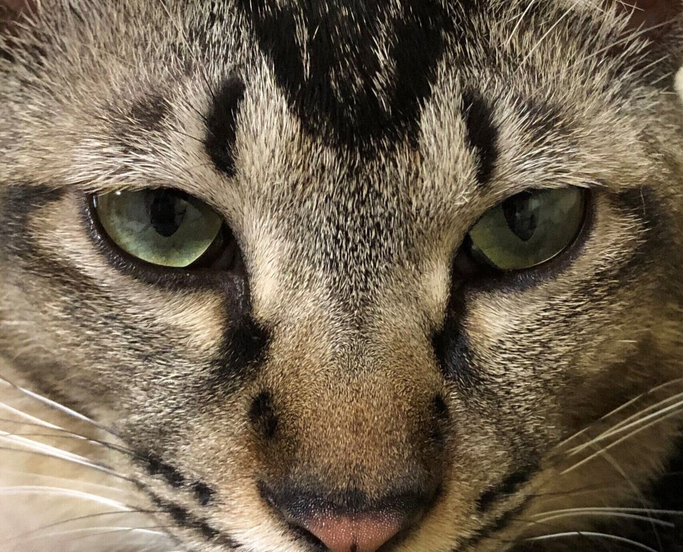宝石よりも美しい 猫の目にまつわる不思議ネタ6 ねこのきもちweb Magazine 宝石よりも美しい 猫の目にまつわる不思議ネタ6 ねこのきもちweb Magazine