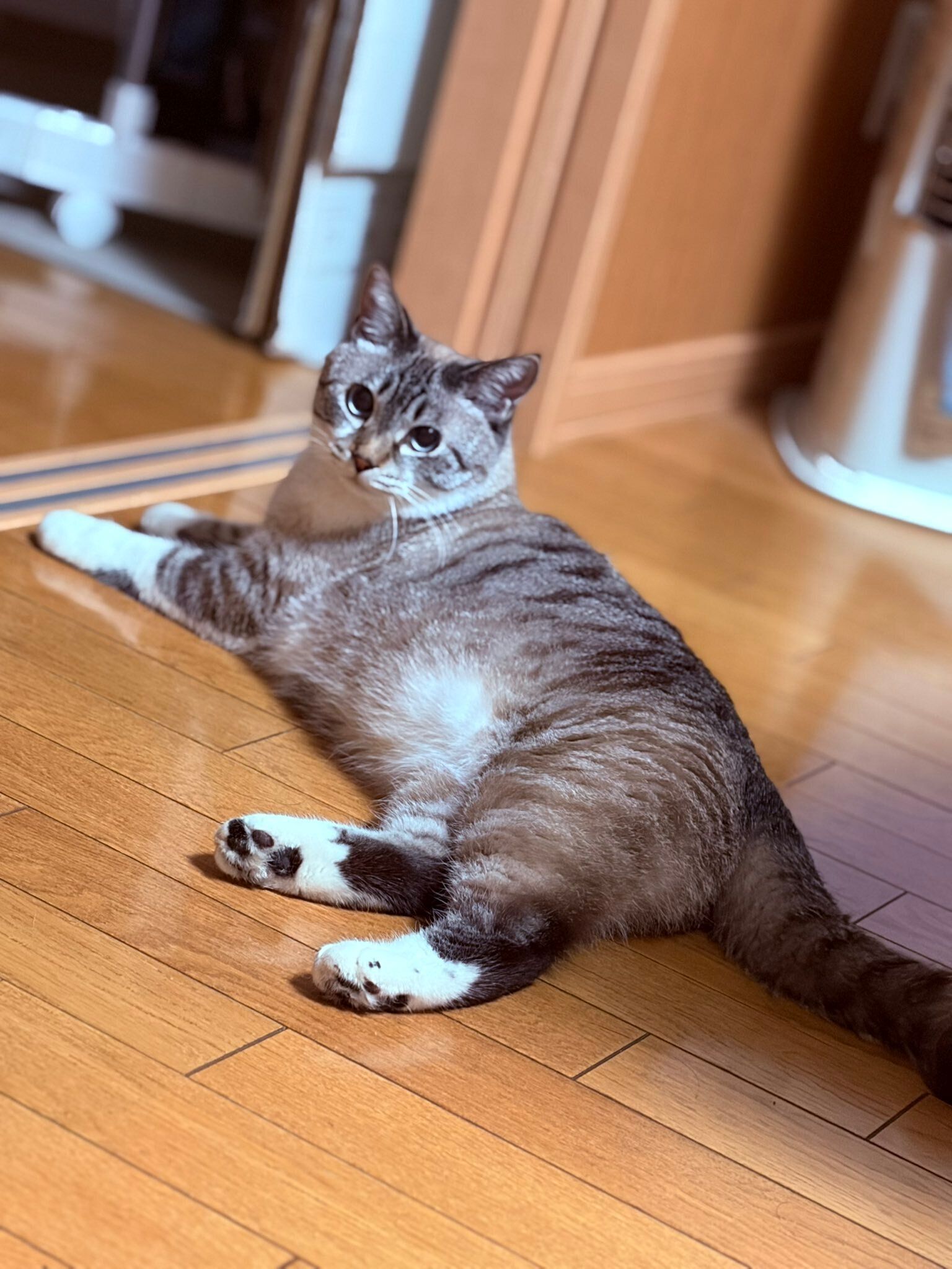 くつろいでいる猫